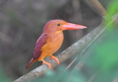 Ruddy-Kingfisher - Tangkoko 2012