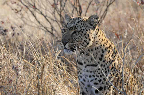 Leopard - Etosha July 2014