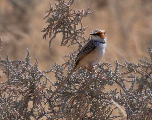 Rufous-eared Warbler by Nick Bray