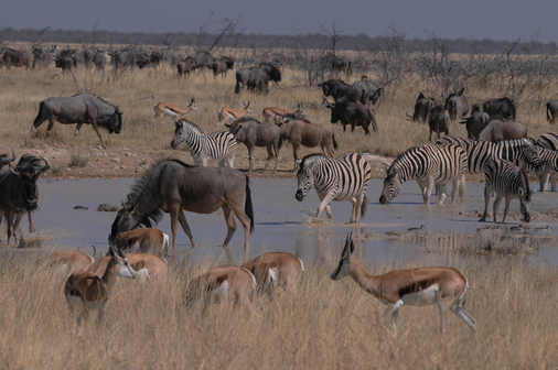 Etosha Waterhole by Nick Bray