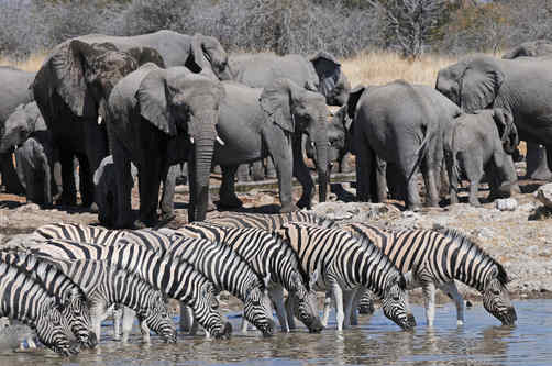 Etosha Waterhole July 2014 by Nick Bray