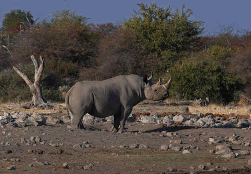 Rhino by Nick Bray