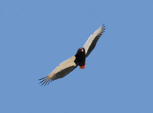 Bateleur by Nick Bray