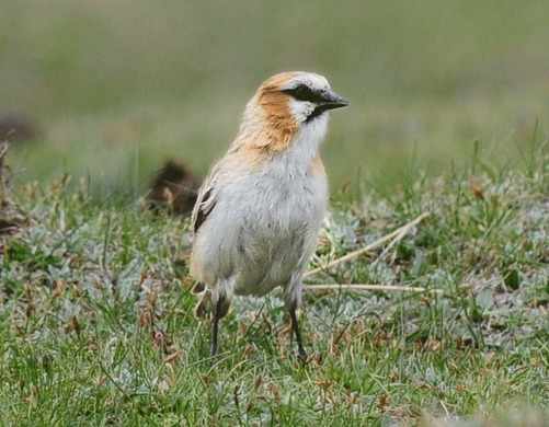 Rufous-necked Snowfinch