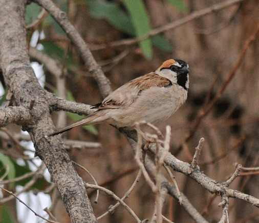 Saxaul Sparrow - Xinjiang