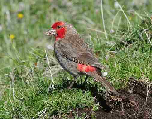 red-fronted Rosefinch