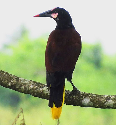Baudo-Oropendola-(CARLOS-MARIO-BRAN) Baudo-Oropendola-(CARLOS-MARIO-BRAN)