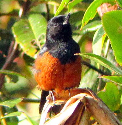 Chestnut-bellied-Flowerpiercer by Diego Calderon Chestnut-bellied-Flowerpiercer by Diego Calderon