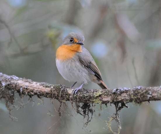 Lompobattang-Flycatcher-by-Nick-Bray