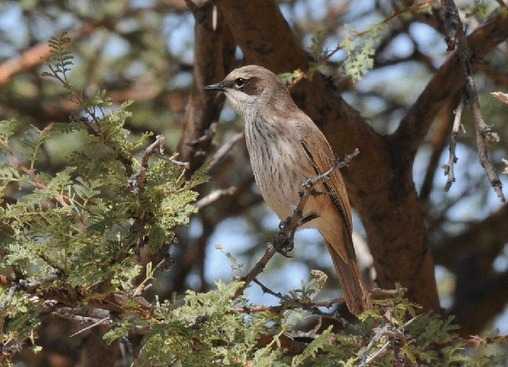 Herero Chat - Namibia Tour July 2014