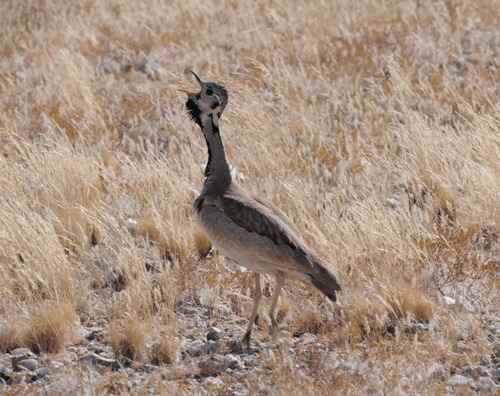 Ruppells Korhaan - Etosha July 2014