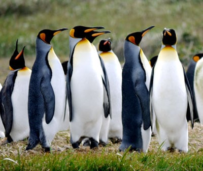 king penguin