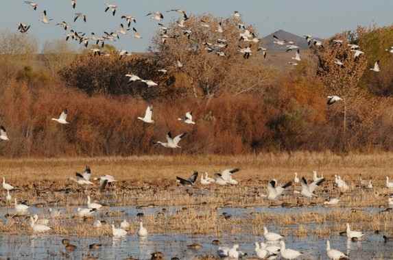 Snow Geese at Bosque del Apache 2014 by Nick Bray