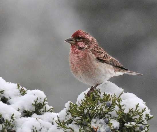 Cassins Finch - New Mexico 2014 by Nick Bray