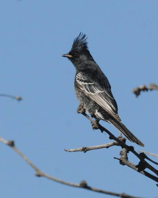 Phainopepla at Percha Dam by Nick Bray