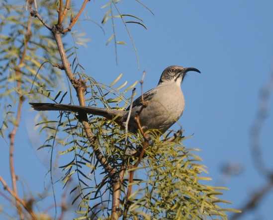 Crissal Thrasher at Elephant Butte NP 2014 by Nick Bray