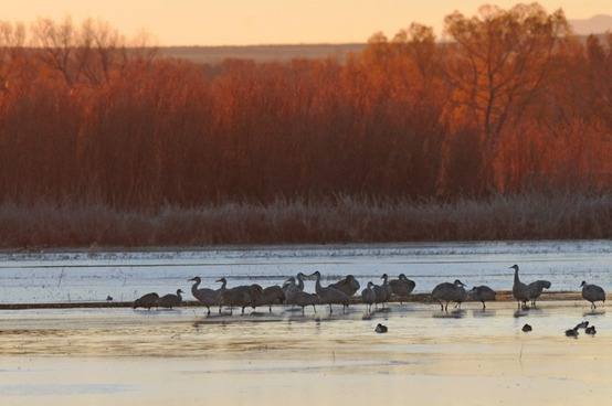 Sandhill Crane Dawn at Bosque del Apache 2014 by Nick Bray