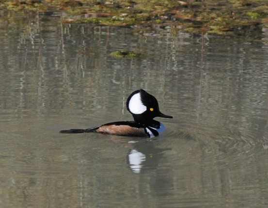 Hooded Merganser - New Mexico 2014 by Nick Bray