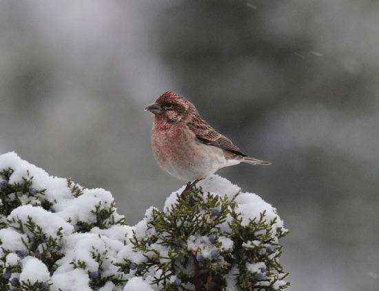 cassin's finch