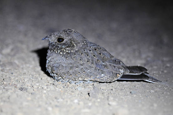 Star-spotted Nightjar - Ethiopia tour 2014 by Nick Bray