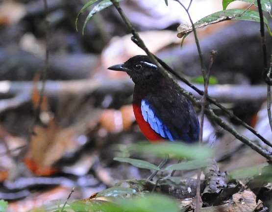 Black-crowned Pitta by Nick Bray