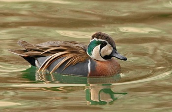 Baikal Teal Baikal Teal