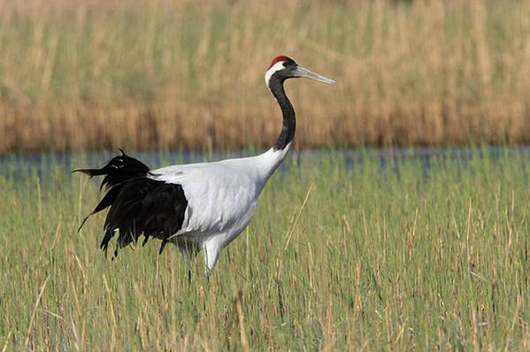 Red-crowned Crane by Tang Jun