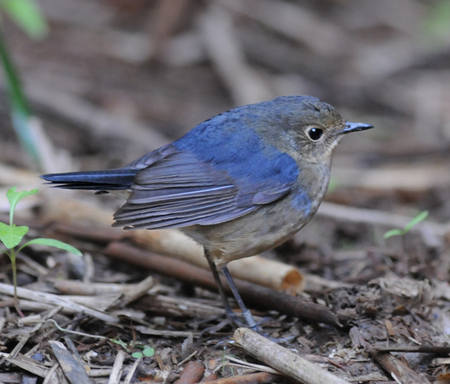 Firethroat - Thailand 2015 tour by Nick Bray