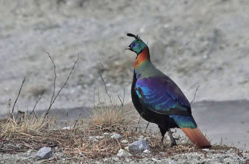 Himalyan Monal (male) by Peter Lobo