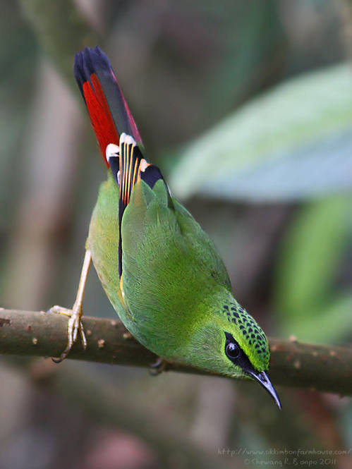 Fire-tailed Myzornis by Peter Lobo