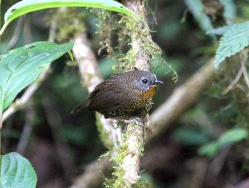 Rufous-throated Wren Babbler by Peter Lobo