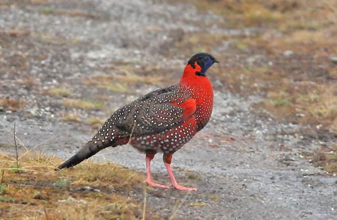 Satyr Tragopan by Peter Lobo