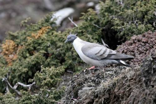 Snow Pigeon by Peter Lobo