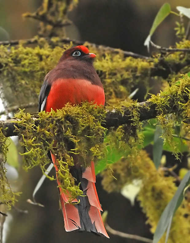 Wards trogon by Peter Lobo