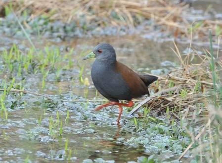 Black-tailed Crake in Bhutan by Peter Lobo