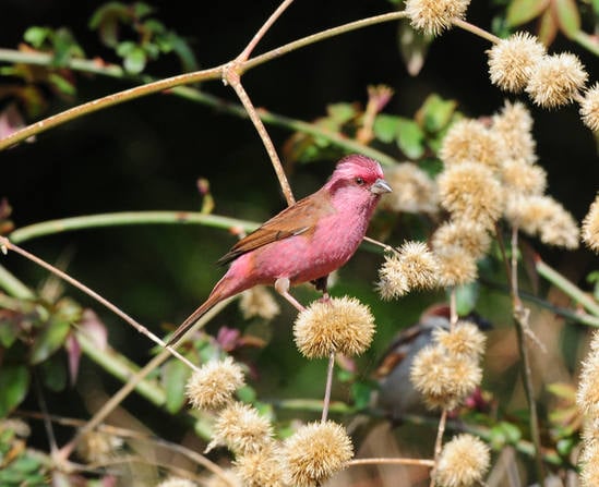 Pink-browed Rosefinch