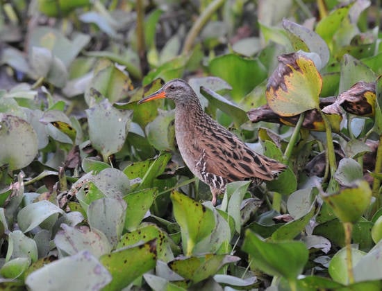 Brown-cheeked Rail - North Thailand 2015