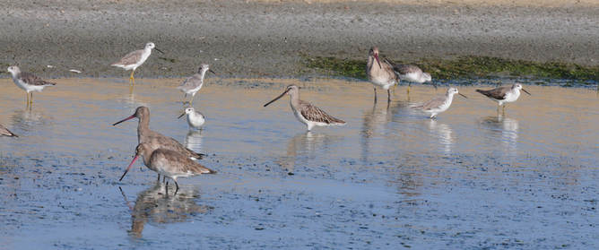 Asiatic Dowitcher - Thailand 2014 tour