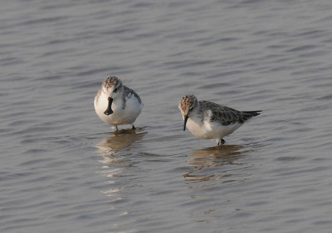 Spoon-billed Sandpiper - Thailand 2015 Tour