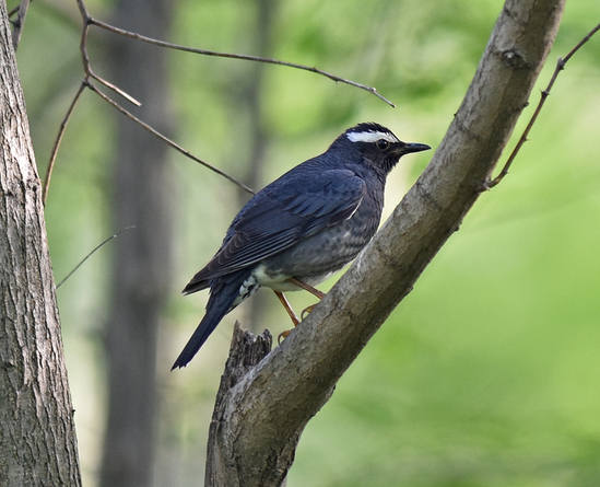 Siberian Thrush - SE China 2015