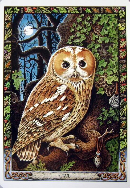 The Druid Animal Oracle - Card's, Cloth & Book Set