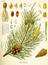 PINE (Pinus Sylvestris) 10ml