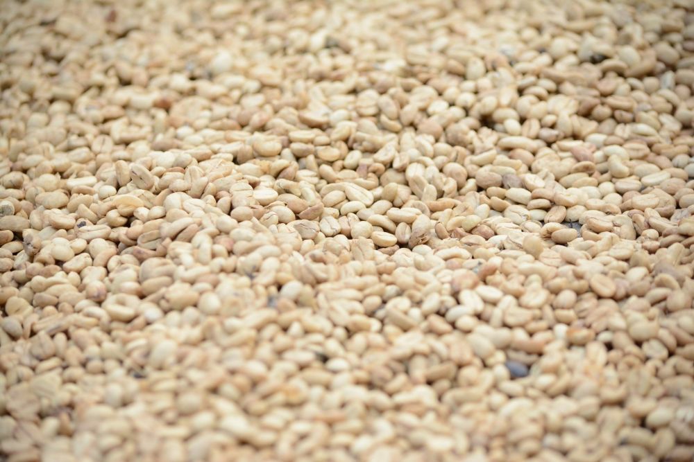 Sesame Seeds (hulled)