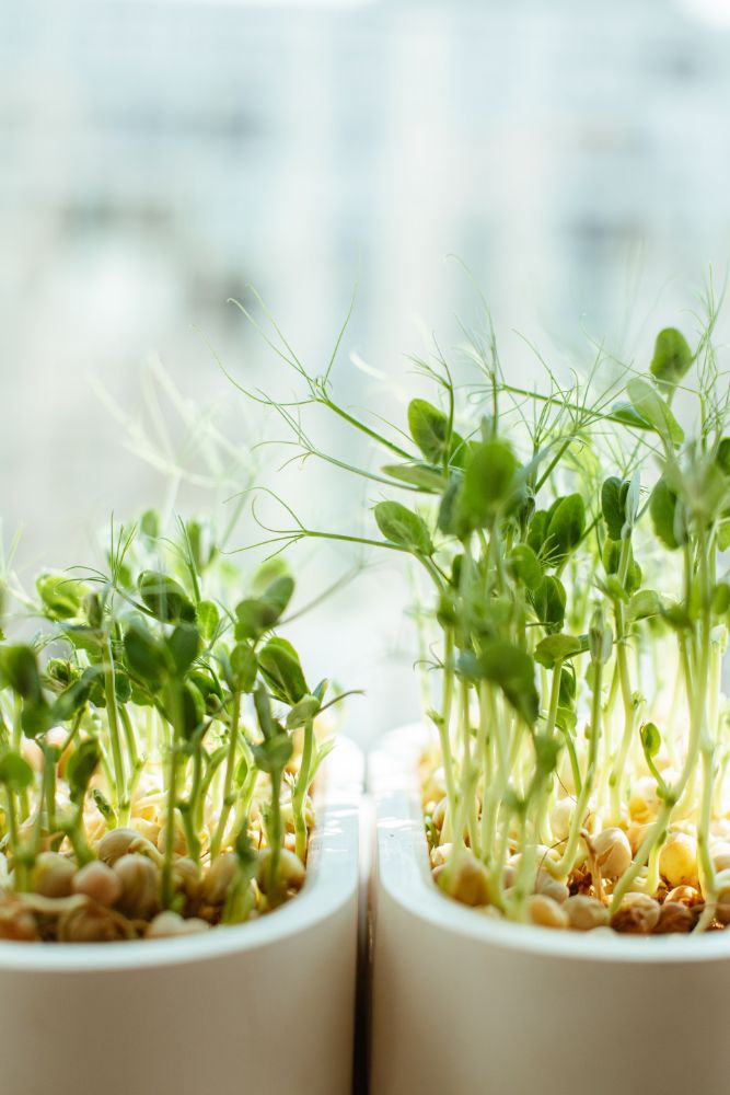 Microgreens (Sprouting Seeds)