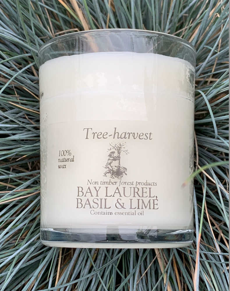 Basil, Bay Laurel and Lime Essential Oil Glass Candle
