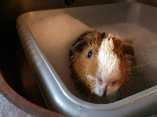 hot tub howard hot tub howard