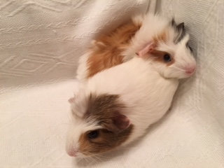 sexing baby guinea pigs