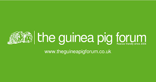 guinea pig forum