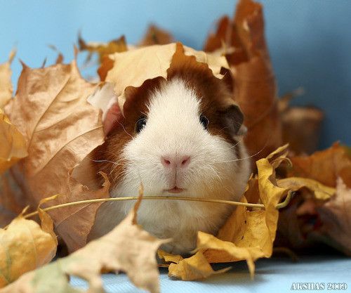 autumn piggy