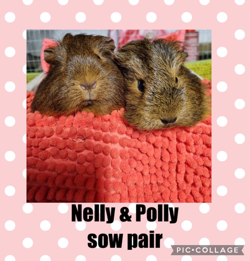 nelly and polly